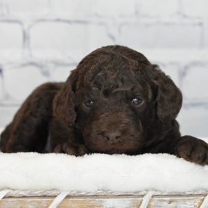 Labradoodle Puppy Ivory
