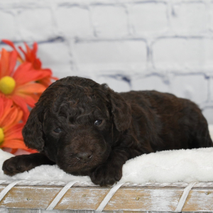 Labradoodle Puppy Ivory