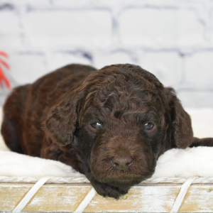 Labradoodle Puppy Ivory