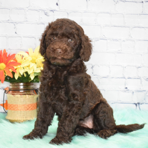 Labradoodle Puppy Ivory