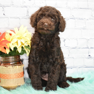 Labradoodle Puppy Ivory