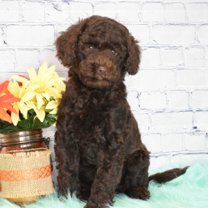 Labradoodle Puppy Ivory