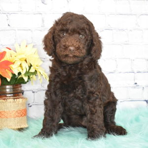 Labradoodle Puppy Ivory