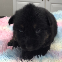 German Shepherd Dog Puppy Darelle