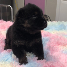 German Shepherd Dog Puppy Darelle