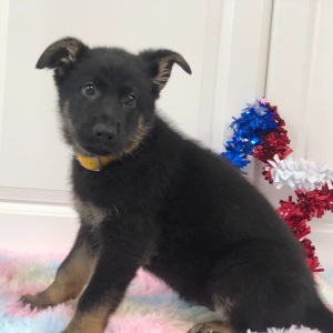 German Shepherd Dog Puppy Darelle