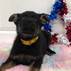 German Shepherd Dog Puppy Darelle