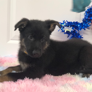 German Shepherd Dog Puppy Darelle