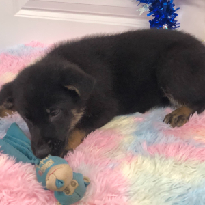 German Shepherd Dog Puppy Darelle