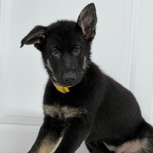 German Shepherd Dog Puppy Darelle