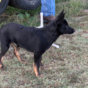 German Shepherd Dog Puppy Darelle