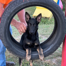 German Shepherd Dog Puppy Darelle