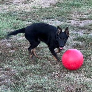 German Shepherd Dog Puppy Darelle