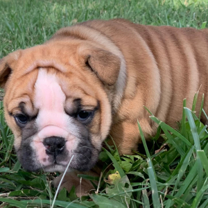 Bulldog Puppy Loraine