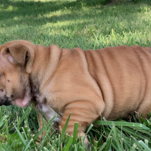 Bulldog Puppy Loraine