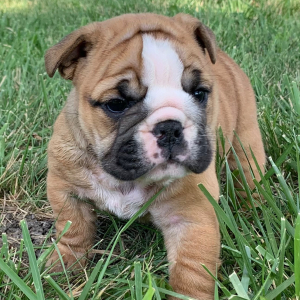 Bulldog Puppy Loraine