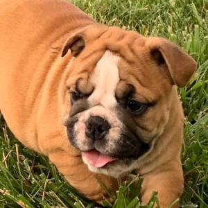 Bulldog Puppy Loraine