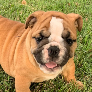 Bulldog Puppy Loraine
