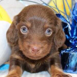 Dachshund Puppy Ike