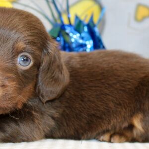 Dachshund Puppy Ike