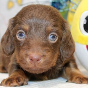 Dachshund Puppy Ike