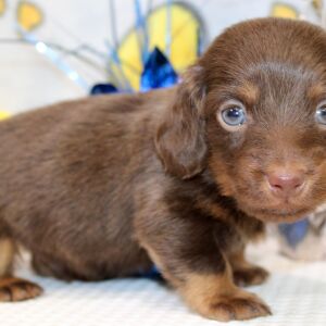 Dachshund Puppy Ike