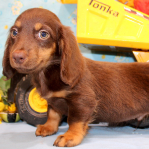 Dachshund Puppy Ike