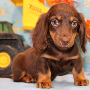 Dachshund Puppy Ike
