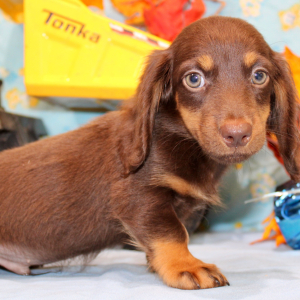 Dachshund Puppy Ike