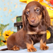Dachshund Puppy Ike
