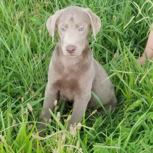Labrador Retriever Puppy Ashton