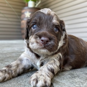Cockapoo Puppy Harry