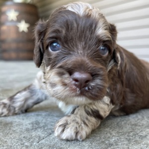Cockapoo Puppy Harry