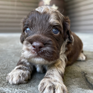 Cockapoo Puppy Harry