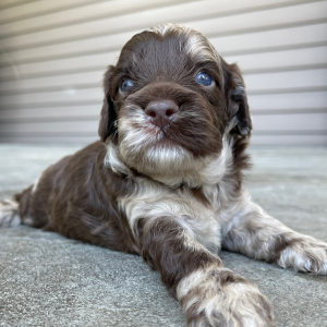 Cockapoo Puppy Harry