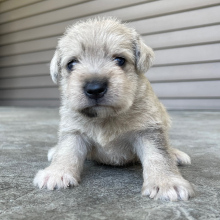 Miniature Schnauzer Puppy Olive