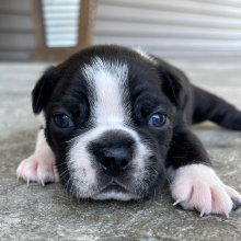 Boston Terrier Puppy Kingston