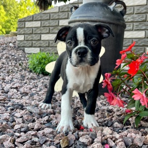 Boston Terrier Puppy Kingston