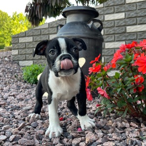 Boston Terrier Puppy Kingston