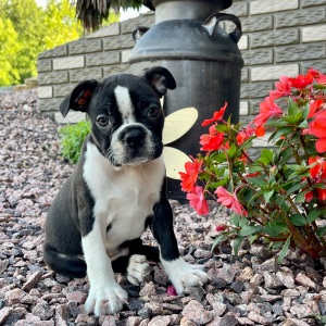 Boston Terrier Puppy Kingston