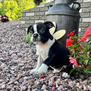 Boston Terrier Puppy Kingston