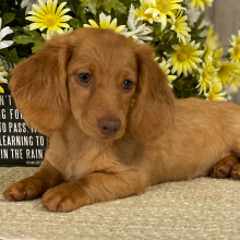 Dachshund Puppy Aleena