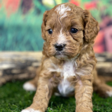 Cavapoo Puppy Knox