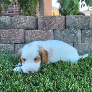 Goldendoodle Puppy Tim