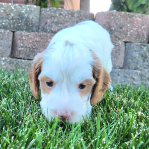 Goldendoodle Puppy Tim