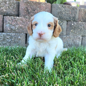 Goldendoodle Puppy Tim