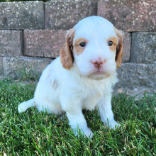 Goldendoodle Puppy Tim