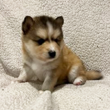 Pomsky Puppy Jack