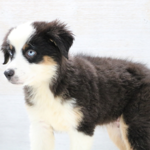 Australian Shepherd Puppy Bandit