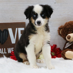 Australian Shepherd Puppy Bandit